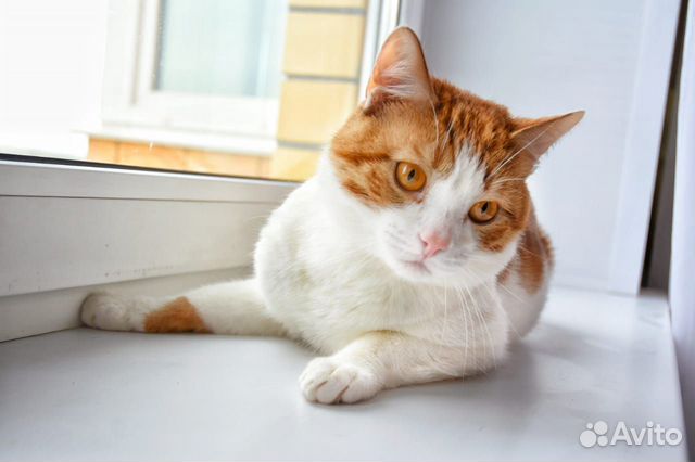 Ласковый кот ищет дом
