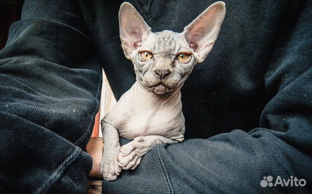 Котята породы Котята породы