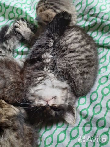 Отдаются котята от домашней кошечки Отдаются котята от домашней кошечки