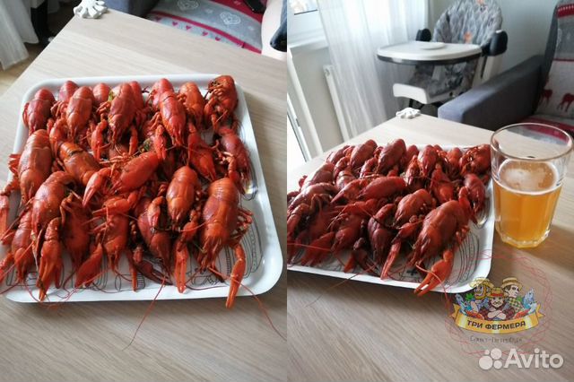 Живые и варёные раки/Круглосуточно