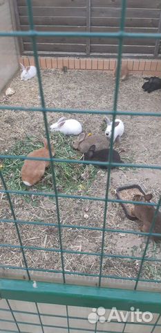 «Свинина домашняя парная, диетическая»