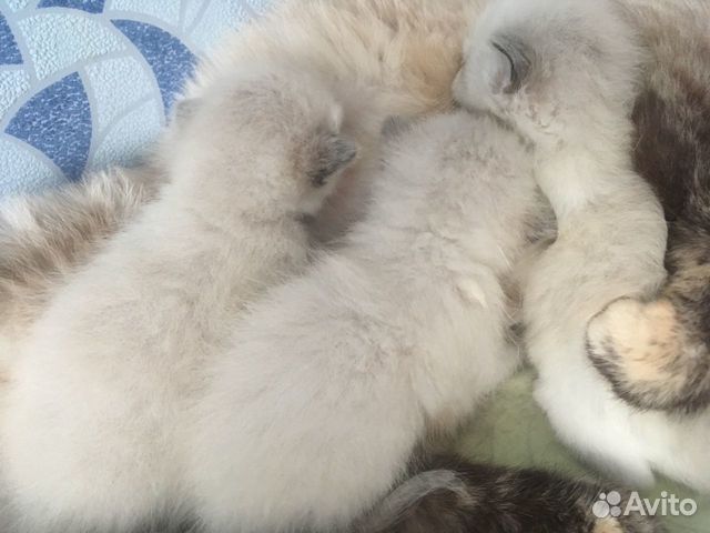 Котята невские маскарадные