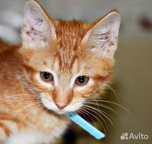 Котёнок Джонсон в добрые руки