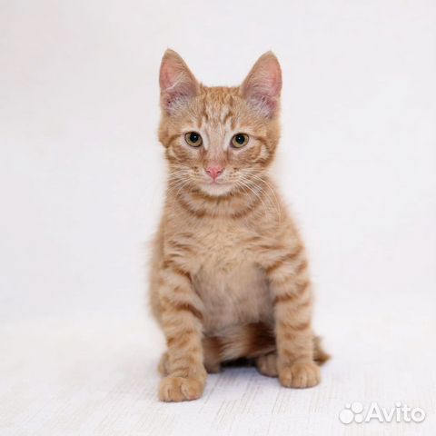 Котенок ищет дом Котенок ищет дом