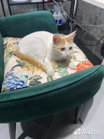 Кошка Кошка
