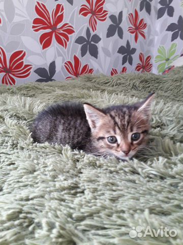 Котик Котик