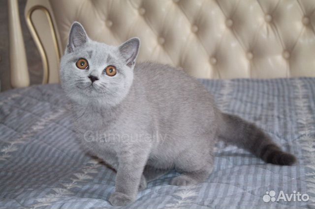 Британский голубой котёнок