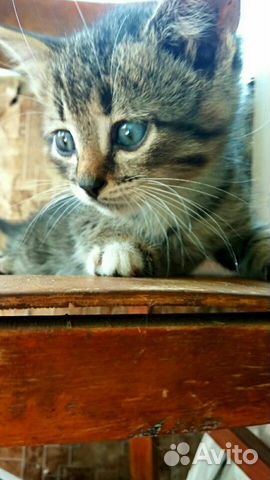 Кошка