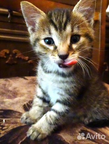 Серенький котенок ищет Вас Серенький котенок ищет Вас