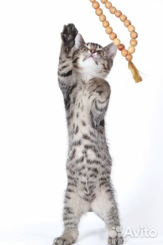 Котенок в добрые руки