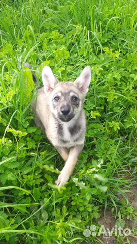 Щенок. Девочка. Вырастет некрупной Щенок. Девочка. Вырастет некрупной