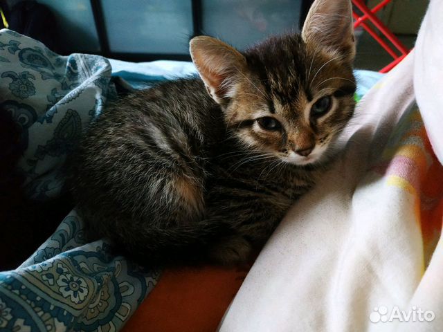 Котята девочки в добрые руки Котята девочки в добрые руки
