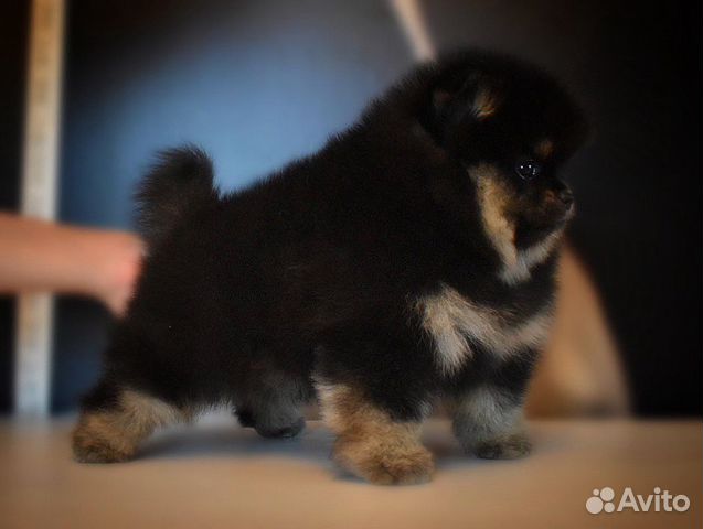 Мишка мальчишка Мишка мальчишка