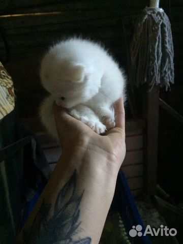 Кошка Кошка