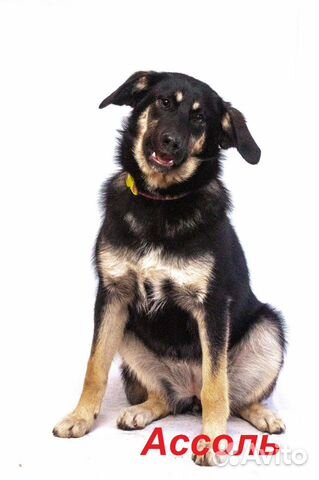 Ищет дом красавица Ассоль