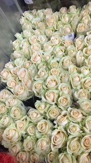Розы цветы оптом розница доставка