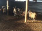 Овцы-бараны-ягнята-ярки объявление продам