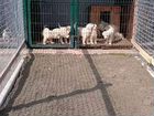 Зоогостиницы для собак передержка объявление продам