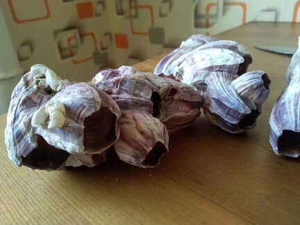 Кораллы морские