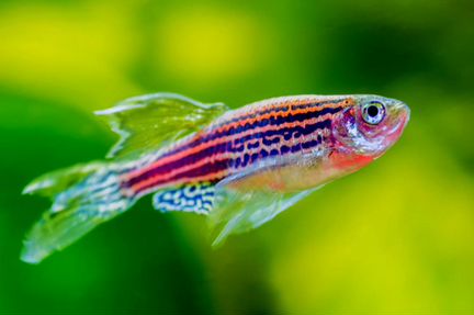 Аквариумные рыбки, растения, корм