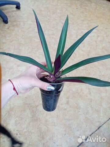 Спатифиллум,зебрина, замиакулькас, крассандра,рео