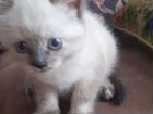 Сиамский котёнок девочка бесплатно объявление продам