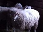 Овцы бараны мясо обмен объявление продам