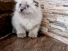 Шикарные Балинезийские котята объявление продам