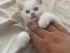 Котята сибирские белые,белый котёнок,белая кошка