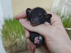 Крыса дамбо (чёрные, белые), хаски, альбиносы объявление продам