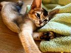 Яркие абиссинские котята объявление продам