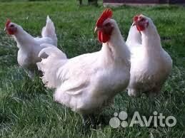 Бресс Гальские (французские мясные: цыплята,яйцо)