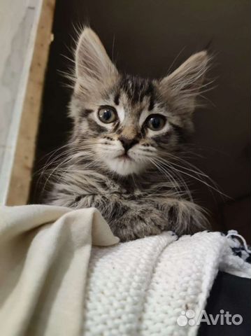 Метис Мейн-куна и Невской маскарадной кошки