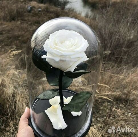 Живая роза в колбе