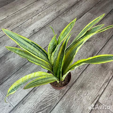 Сансевиерия, много сортов