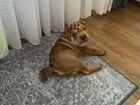 Собака породы Шарпей объявление продам