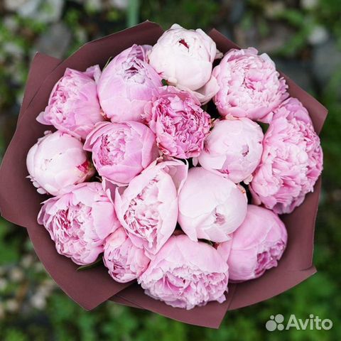 Пионы Сара бернард сезон 2023