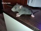 Крыса Дамбо (Крысята) объявление продам