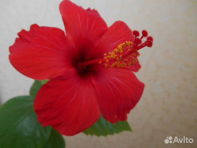 Гибискусы и пиперомия