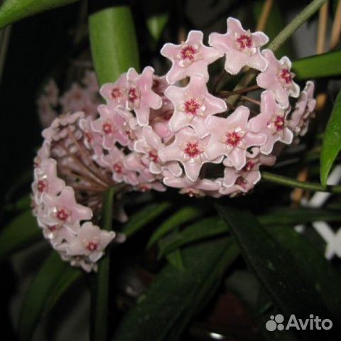 Хойя Минибелле