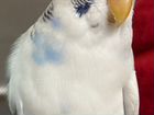 Волнистый попугай самец