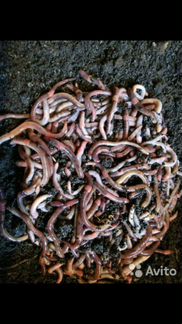 Червь Дендробена