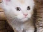 Котята Мейн -Кун объявление продам