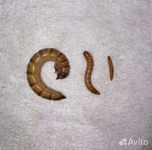 Личинки зофобаса, мучника