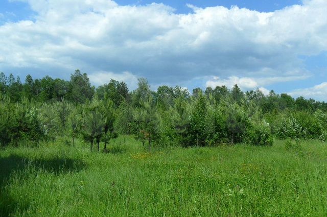 Участок 11,9 сот. (ИЖС)