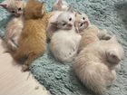 Котята от кошки британки крысыловы