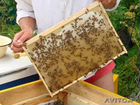 Пчелопакеты чистопородной бакфаст