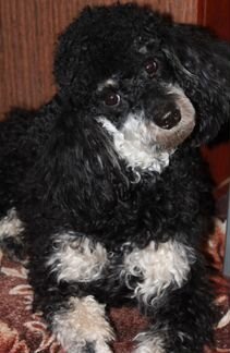 Вязка пудель