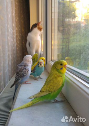 Волнистые попугайчики, мальчишки для разговора