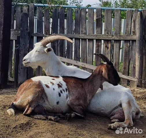 Дойные козы и козел на племя